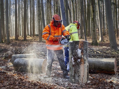 La sicurezza negli interventi forestali: un incontro gratuito a Varallo 